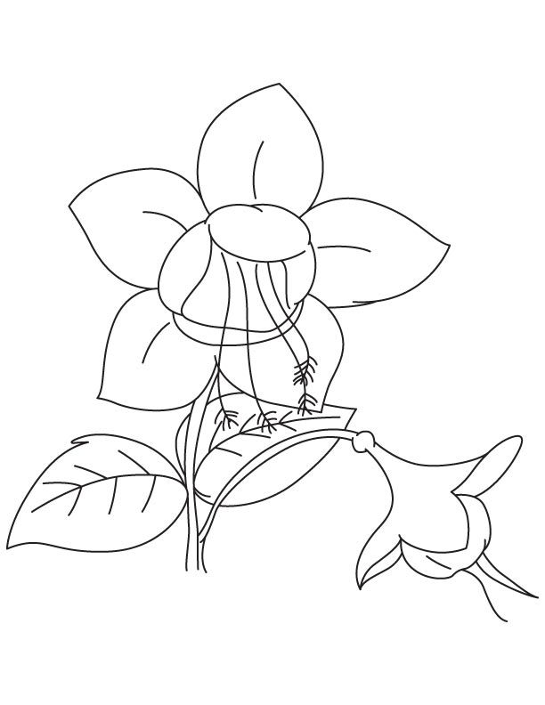 Fuchsia rose coloring page