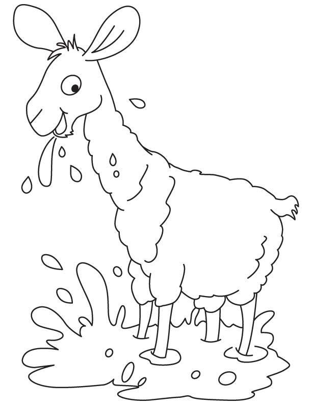 Llama in playful mood coloring page