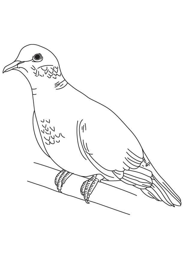 Mourning dove coloring page