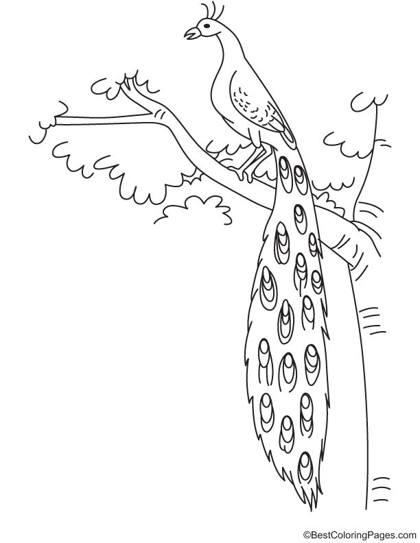Portrait of peacock coloring page
