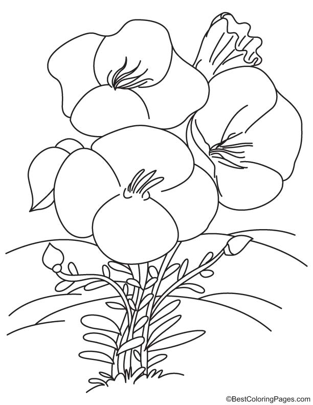 Primula vulgaris coloring page