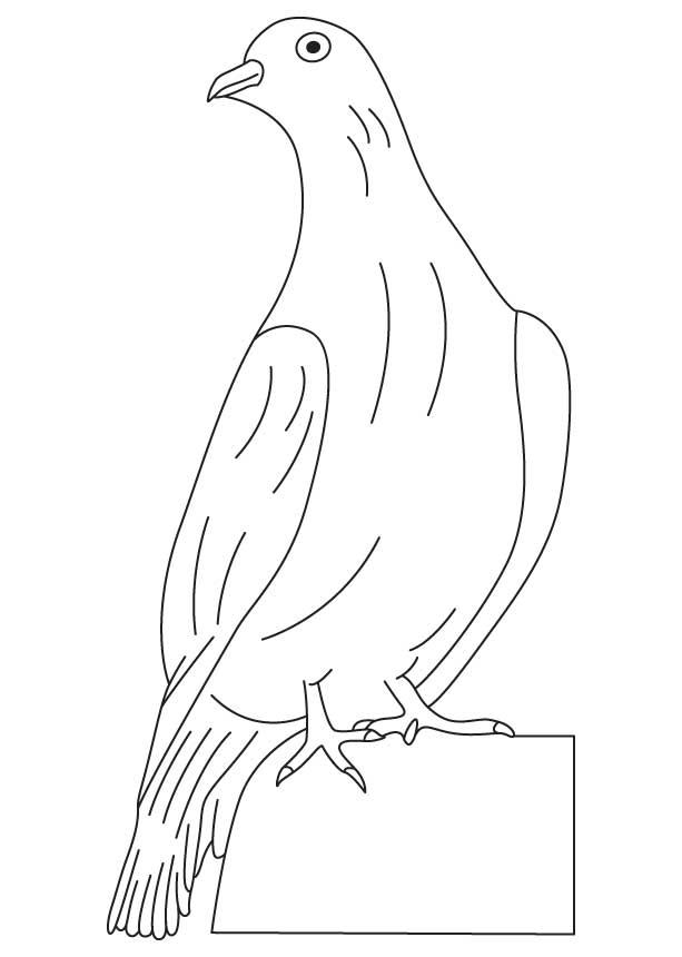 White winged dove coloring page