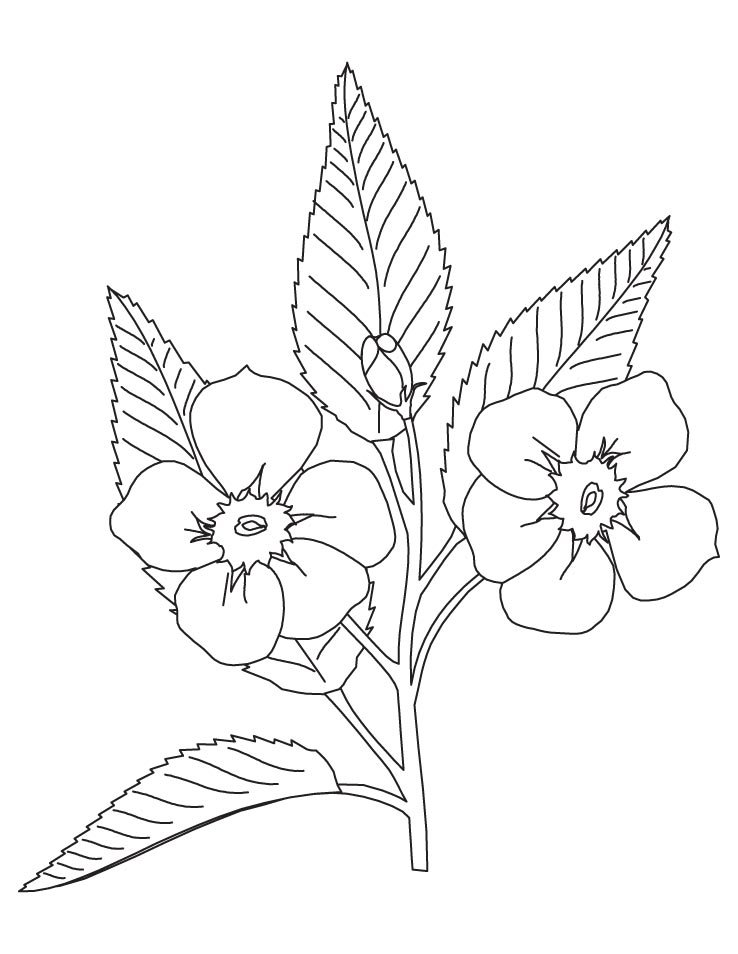 Apple Blossom Coloring Page