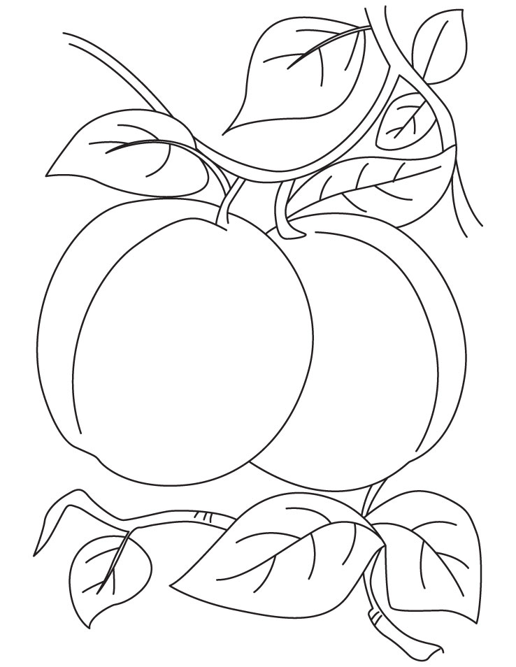 Pair of apricot coloring pages | Download Free Pair of apricot coloring