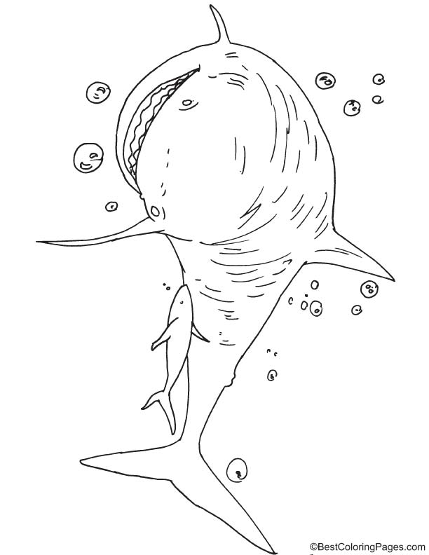 Australian shark coloring page
