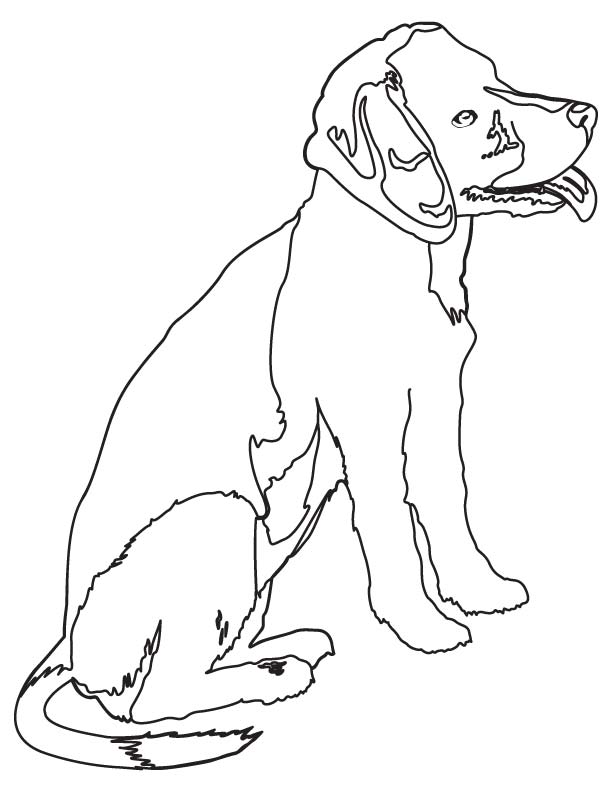 Beagle dog coloring page