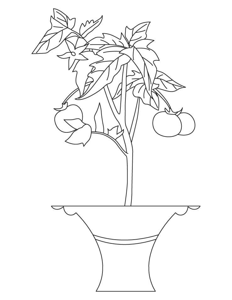 Best tomato plant coloring page