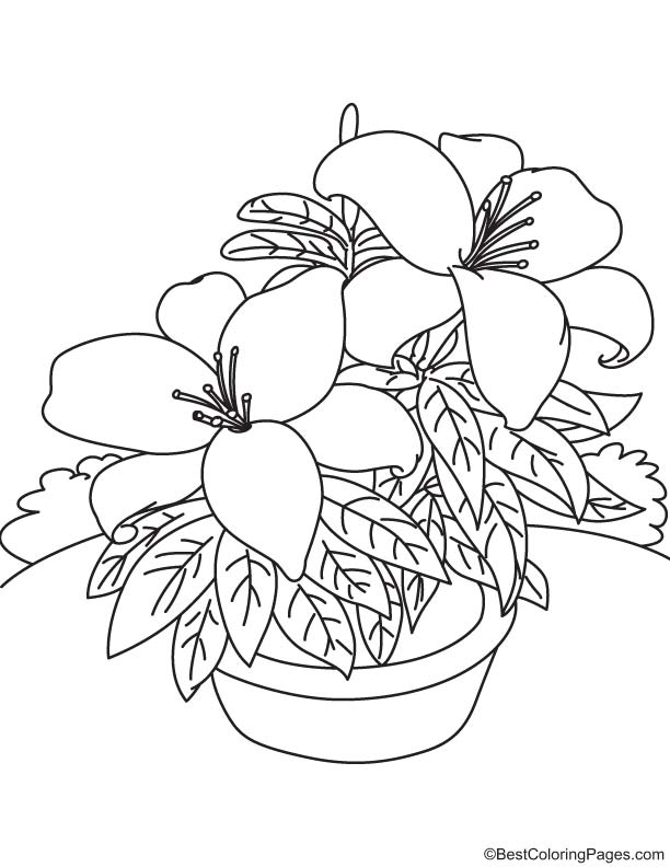 Big lily flowers coloring page