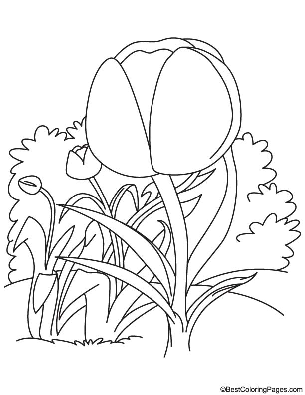 Big tulip coloring page