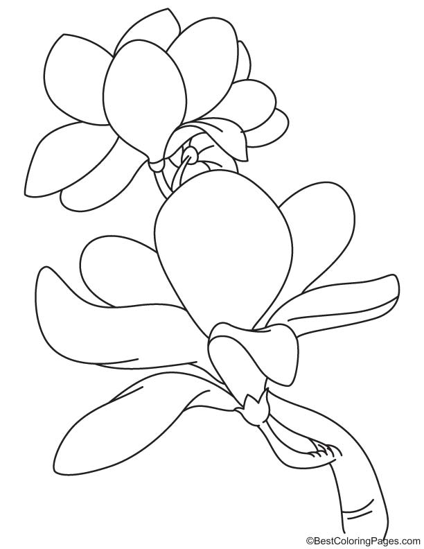 Blooming magnolia coloring page