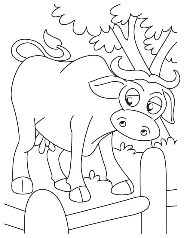 Buffalo in fence coloring page