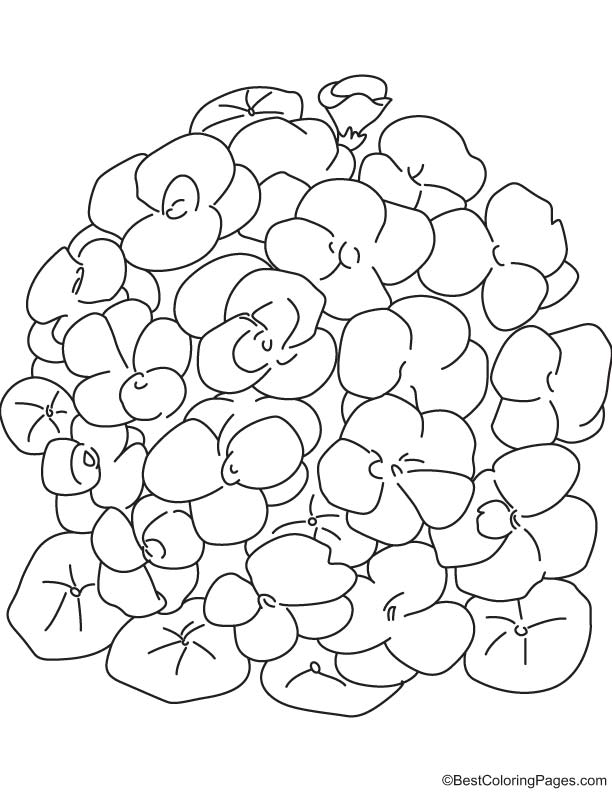 Bunch of nasturtium flower coloring page