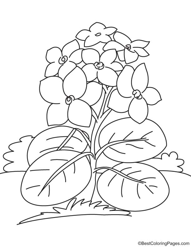 Common violet coloring page