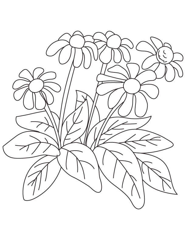Coneflower garden coloring page