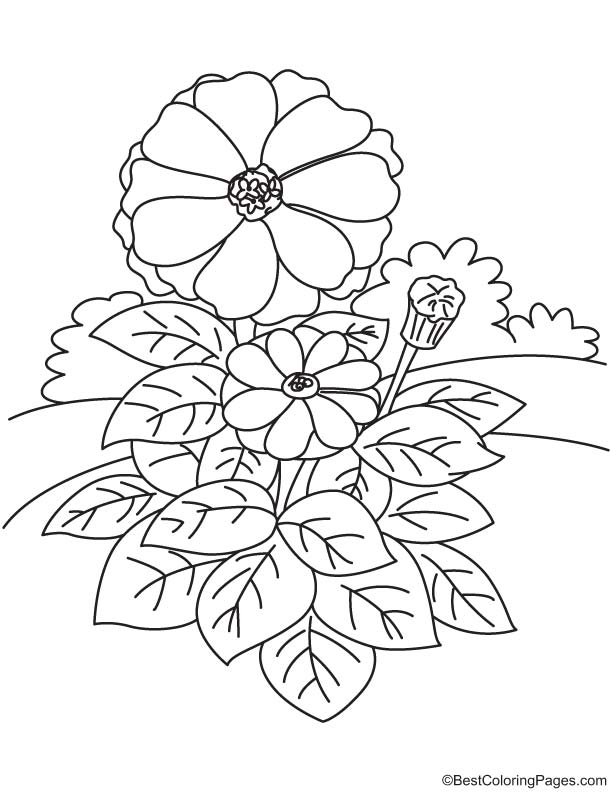 Garden zinnia coloring page