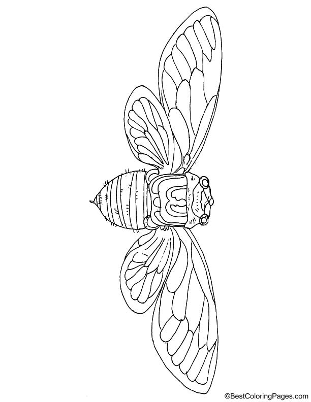 Giant Cicada coloring page