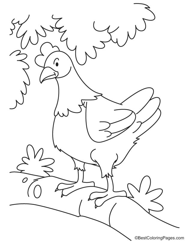 Hen coloring page 6