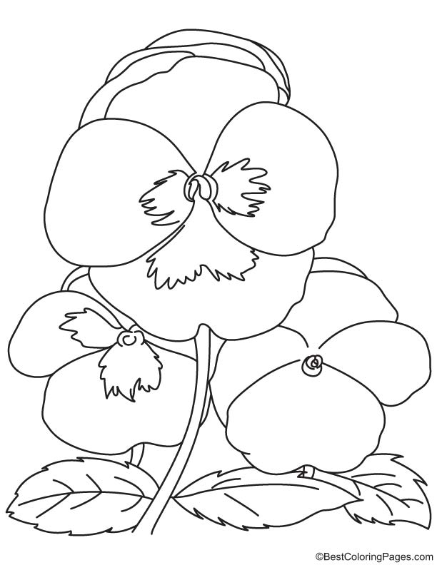 Hybrid pansy coloring page