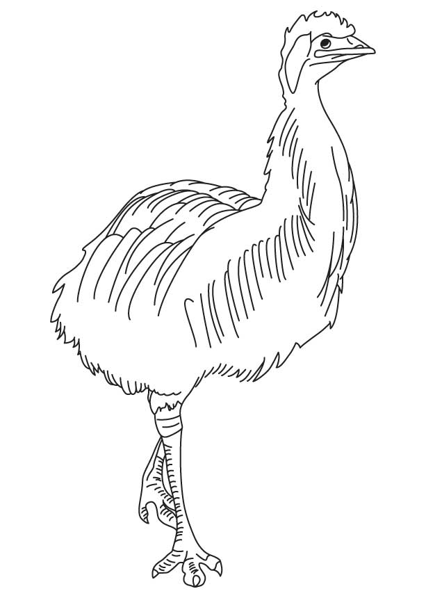 Largest bird emu coloring page