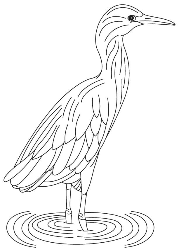 lava heron coloring page