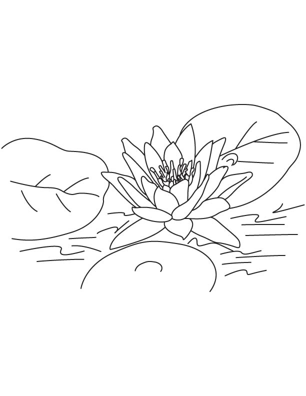 Lotus flower in river coloring page