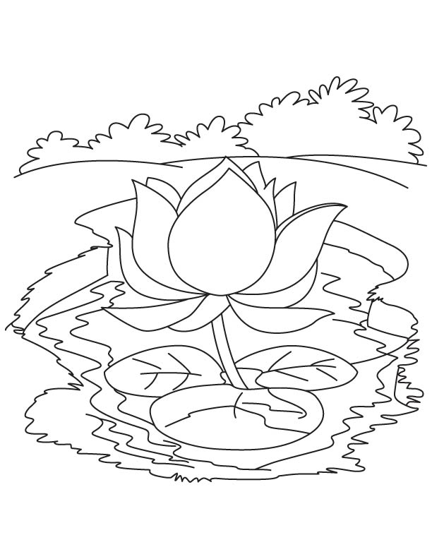 Lotus with leaves floating on the water