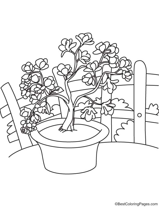 magnolia flower coloring pages - photo #25
