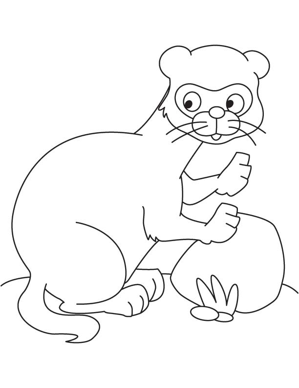Male ferret coloring page