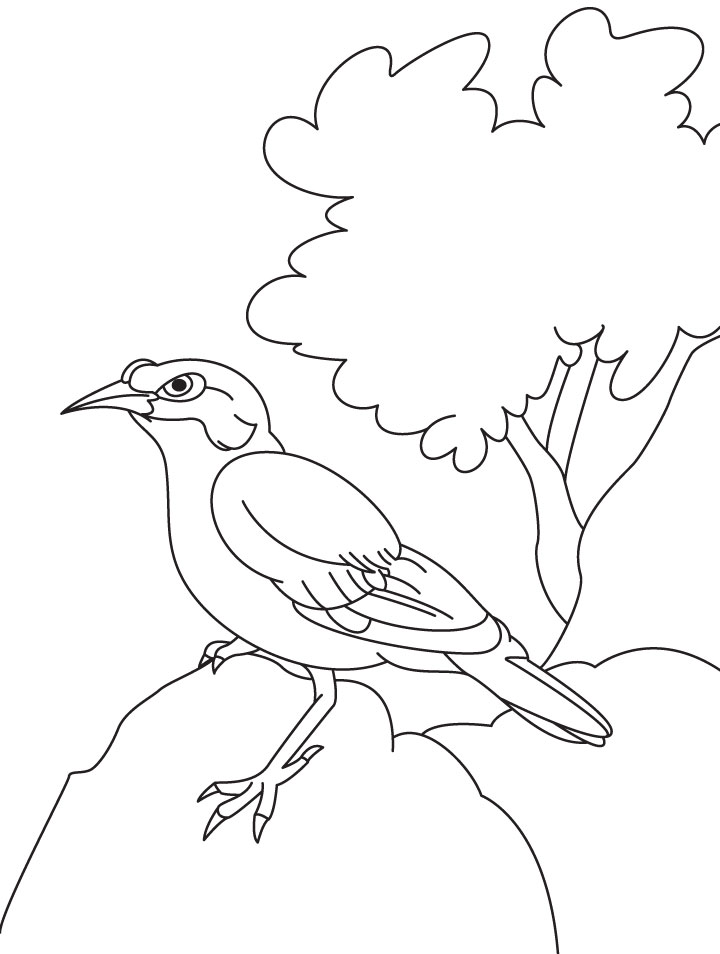 Common Indian myna sitting on the rock coloring page