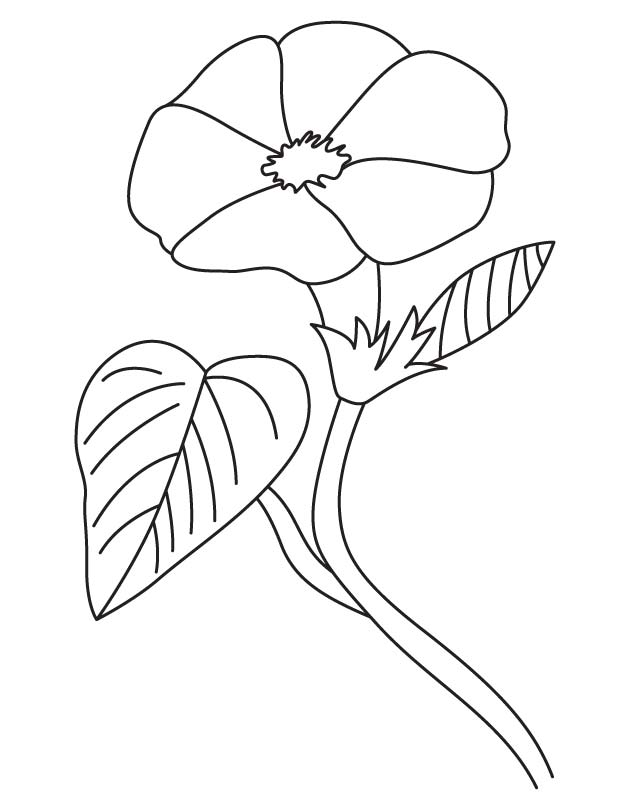Open morning glory coloring page