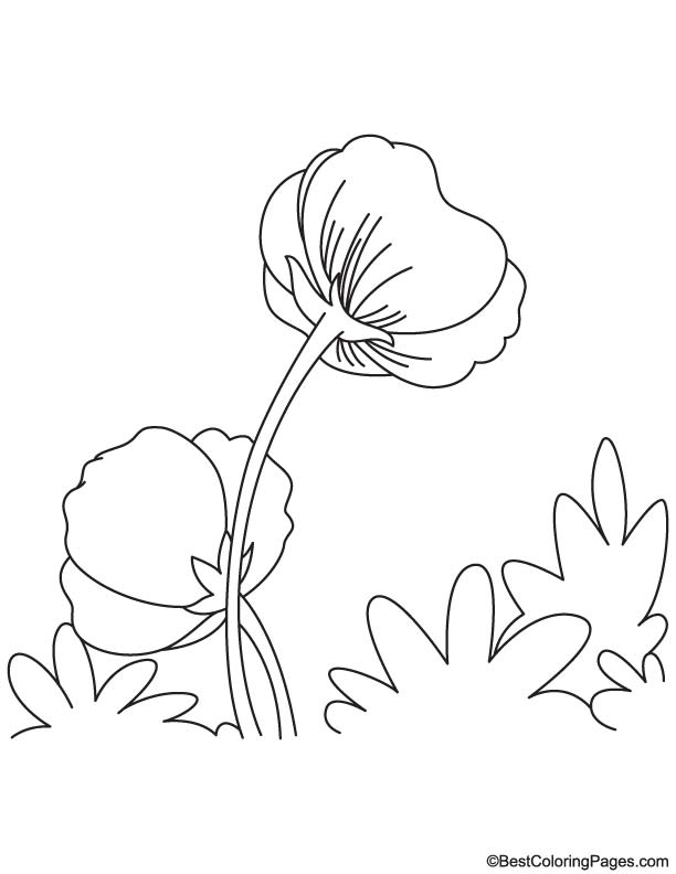 Opium poppy coloring page
