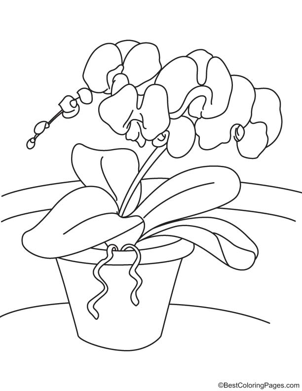 Orchid flowers coloring page