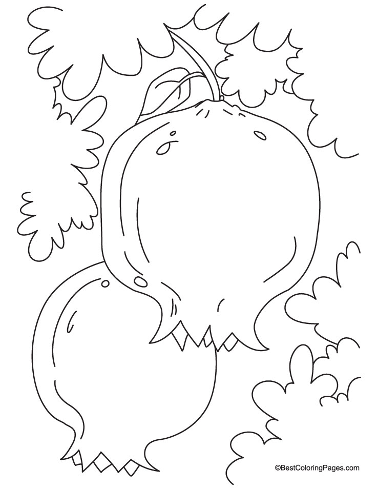 Two pomegranate with leaves coloring page