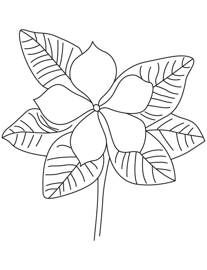 Purple periwinkle coloring page