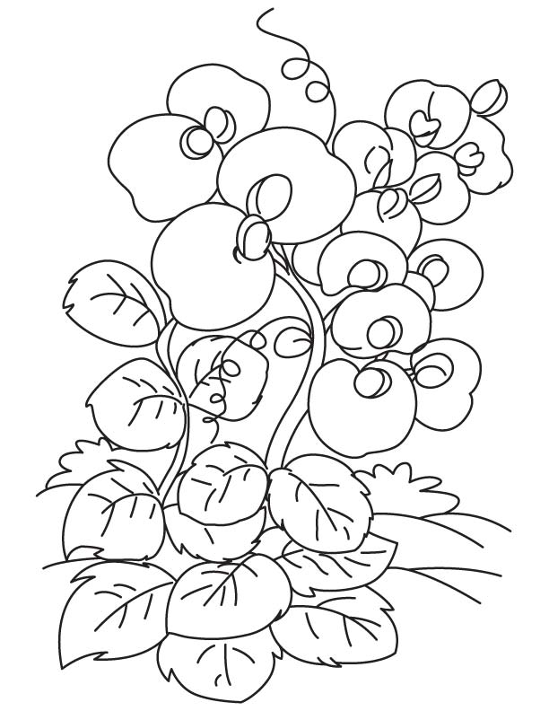 Purple sweet pea coloring page
