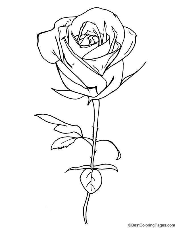 Rose and leaves coloring page   Download Free Rose and ...