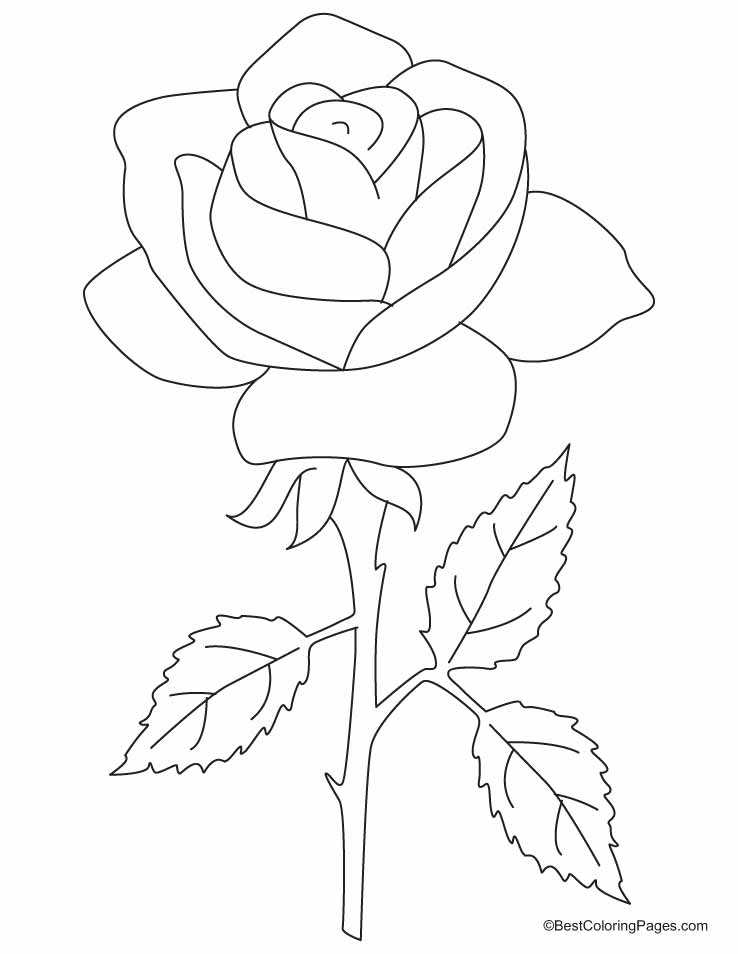 The Roses Colouring Pages