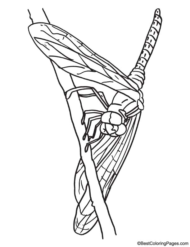 Sitting dragonfly coloring page