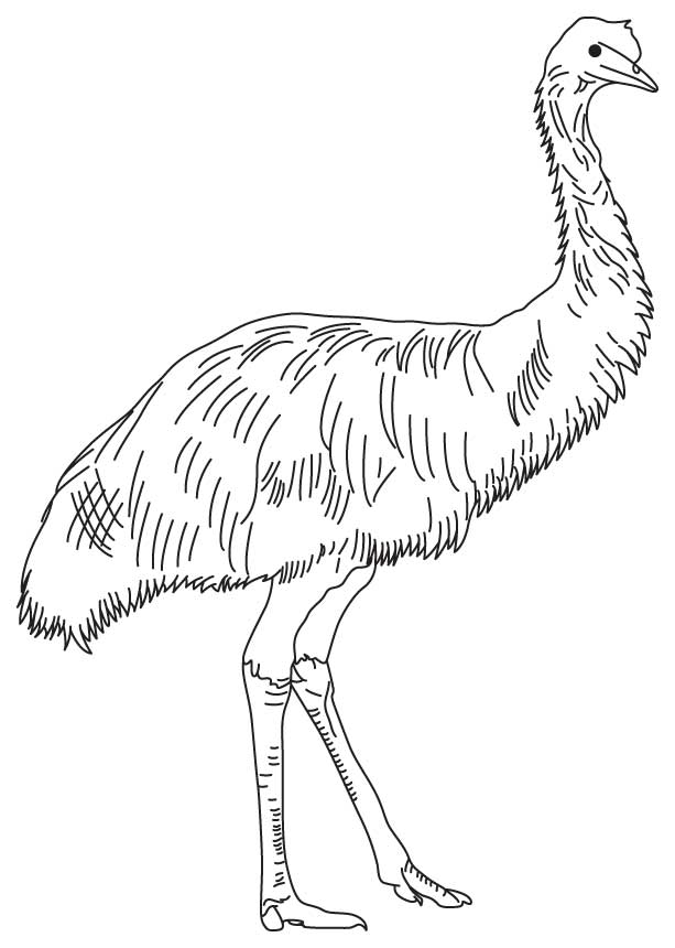 Soft feathered emu coloring page