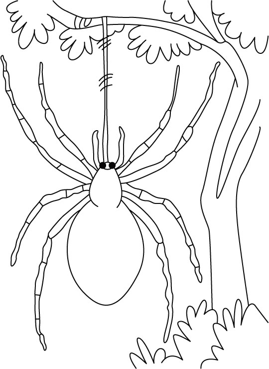 Spider swing free in wind coloring pages
