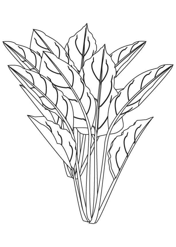 Spinach flowering plant coloring page
