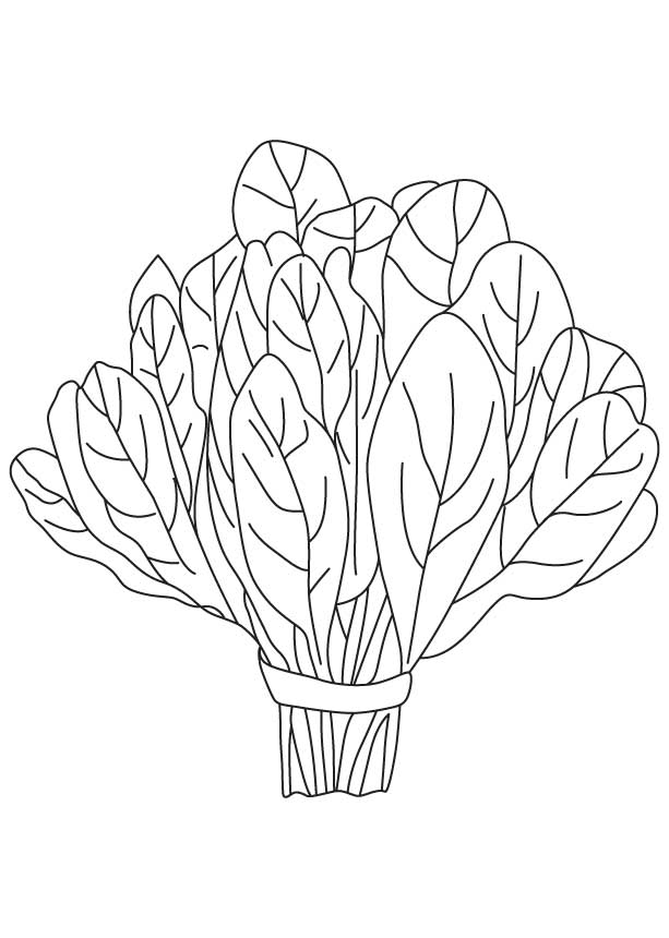 Spinach vegetable coloring page