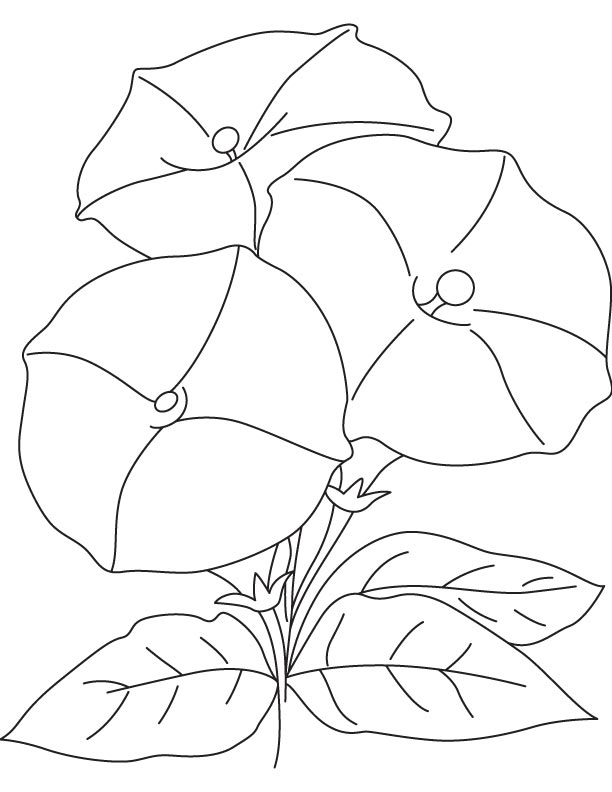 Three bindweed flowers coloring page