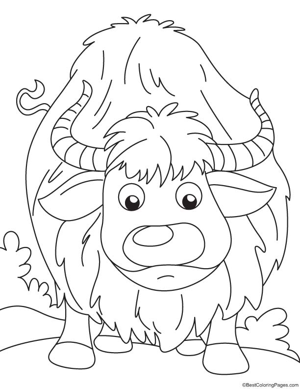 Yak searching coloring page