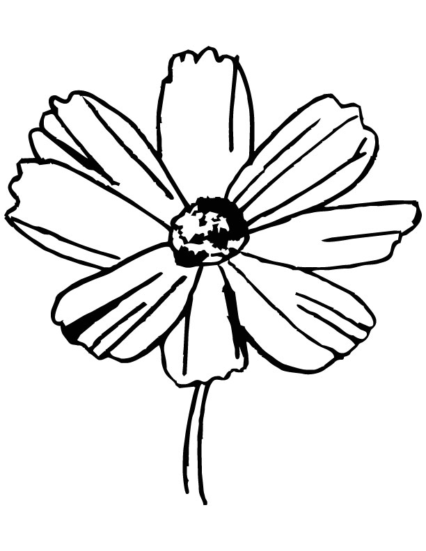Yellow cosmos flower coloring page | Download Free Yellow cosmos flower