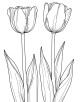 Tulip Coloring Page