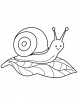 Snail coloring easy coloring page