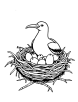 Albatross bird and eggs in nest coloring page