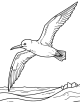 Albatross Coloring Page