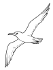 Albatross flying high coloring page